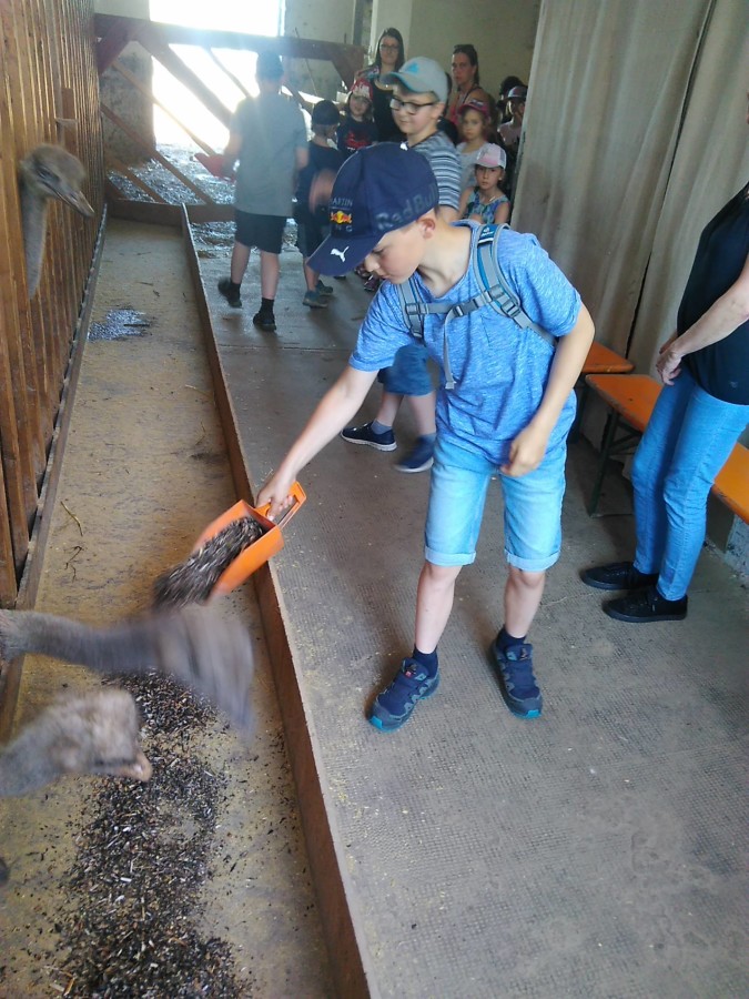 Grashüpfer 2019 Ausflug Straussenfarm_3